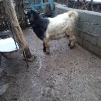 یک‌کور‌جوان