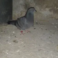 کفتر گم شده