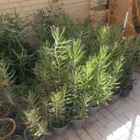 گل اشک تمساح