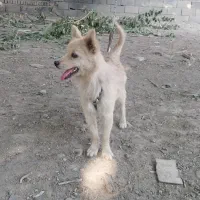 سگ پامر پاندیما