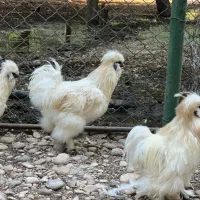 مرغ و خروس ابریشمی