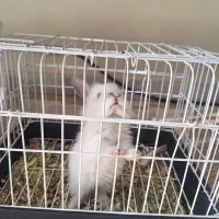 خرگوش کوچولوی خوشگل|موش و خرگوش|نظرآباد, نظرآباد|دیوار