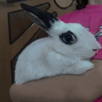 واگذاری خرگوش نر