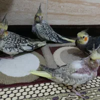 فروش خانوادگی عروس هلندی