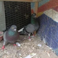 کفترجوجه‌کشی‌آسمان‌خراش‌دهنجور