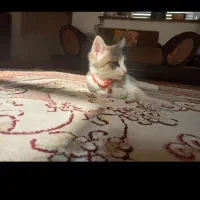 واگذاری بچه گربه