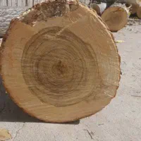 قطع انواع درخت بامجوز وخرید چوب|خدمات باغبانی و درختکاری|نیشابور, امام خمینی|دیوار