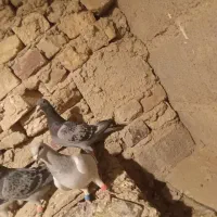 کبوتر نر|پرنده|کرباسک, |دیوار