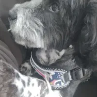 شیتزو تریر ماده