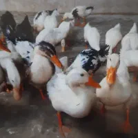 اردک فقط۴۵۰ تومن