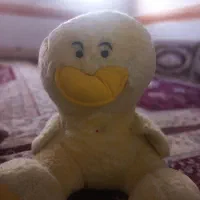 جوجه اردک