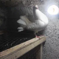 کبوتر. دم چتری|پرنده|تربت‌حیدریه, آغوی|دیوار