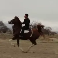 اسبی خوش روش و شجره بسیار قوی