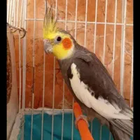 جفت عروس هلندی به شرط تخم وجوجه