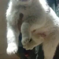 توله قدرجونی