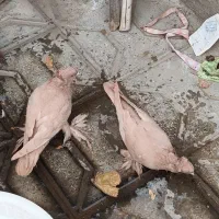 کبوتر راعبی اصل