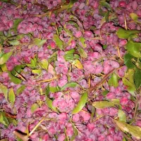 زرشک بیرجند سده|خوردنی و آشامیدنی|تربتحیدریه, فرمانداری|دیوار