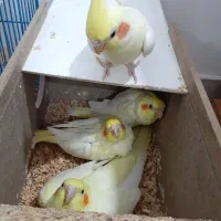 تخم نطف دار طوطی عروس|پرنده|بهبهان, |دیوار