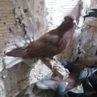 سلام خدمت دوستان یک عددکبوترسرخ دم سفیدپاک