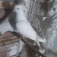 کبوتر اراک