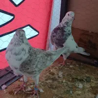 کفتر پرشی ساعت سنگین|پرنده|قم, خداکرم|دیوار