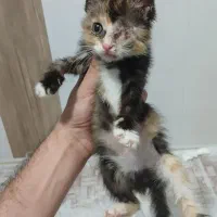 واگذاری گربه