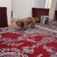 لهاسا اسپو|سگ|رشت, تازه آباد|دیوار