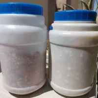 خاک جان|گل و گیاه طبیعی|تهران, مهرآباد جنوبی|دیوار