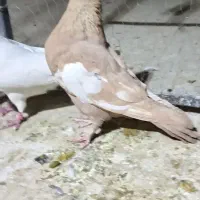 سرک زرد کاکلی نر مس سربندی