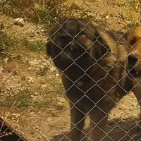 واگذاری سگ قفقازی