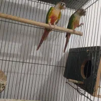 گیرینچیک جفت مولد