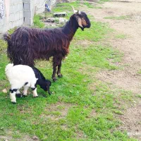 بز با بزغاله نر|حیوانات مزرعه|آق قلا, |دیوار