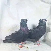 ارزان کبوتر|پرنده|جیرفت, |دیوار