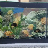 آکواریوم شیشه خم با وسایل و ماهی