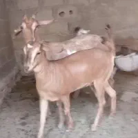 بزسومال با کهره ماده|حیوانات مزرعه|لامرد, |دیوار