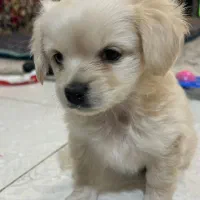 سگ  جیبی مالتیپو عروسکی سایز صفر