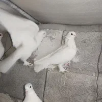 کبوتر پاپر|پرنده|تبریز, |دیوار