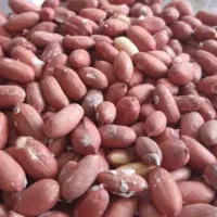 بادام تازه|خوردنی و آشامیدنی|تهران, زعفرانیه|دیوار