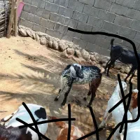 کهره.نر|حیوانات مزرعه|شمیل, |دیوار