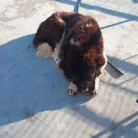 یک عدد سگ نره