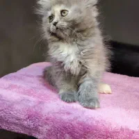 بچه گربه برتیش لانگهیر خرسی|گربه|تهران, تهرانسر مرکزی|دیوار