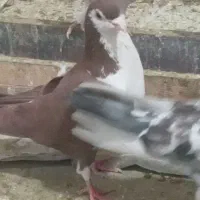 چادری نر مست مست|پرنده|صباشهر, |دیوار