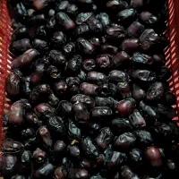 خرما فله یک|عمده‌فروشی|بم, |دیوار