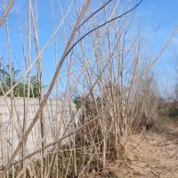 نهال سنوبر|گل و گیاه طبیعی|آستانه اشرفیه, |دیوار