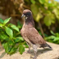 کبوتر جوجه پدر مادرشون همه دهن جور
