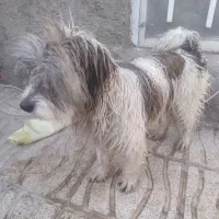 سگ‌شیتزو|سگ|مشهد, کلاته برفی|دیوار