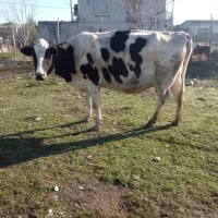 یک‌‌عددگاو‌یک‌عددو‌گوساله‌ماده‌چهارماهو‌نیم‌