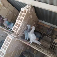 بوم پلاکی|پرنده|شاهین‌شهر, عطار|دیوار