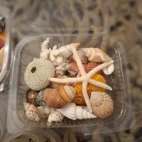 پک 20 مدل صدف زیبا و خوشرنگ و اقتصادی|صنایع دستی و سایر لوازم تزئینی|تهران, تهرانپارس جنوبی|دیوار