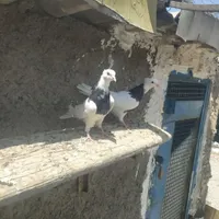 سه عدد طوقی کاکلی پاک وزاغ
